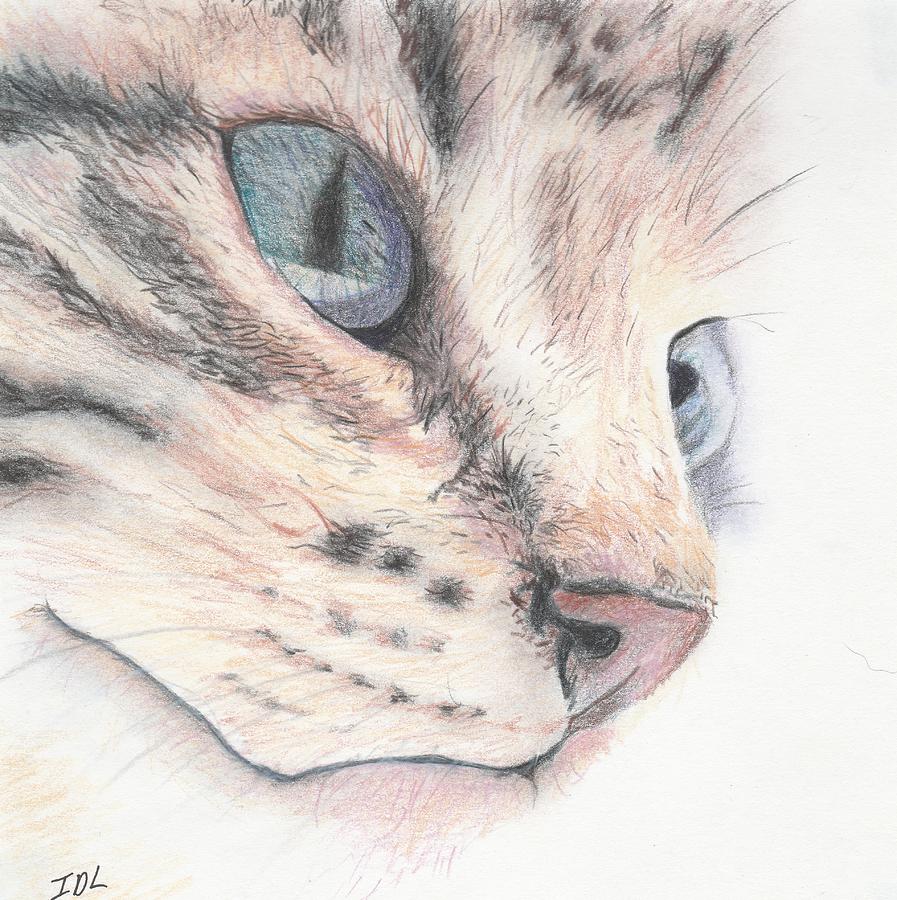 Close Up Cat Drawing by Ingrid Lindberg
