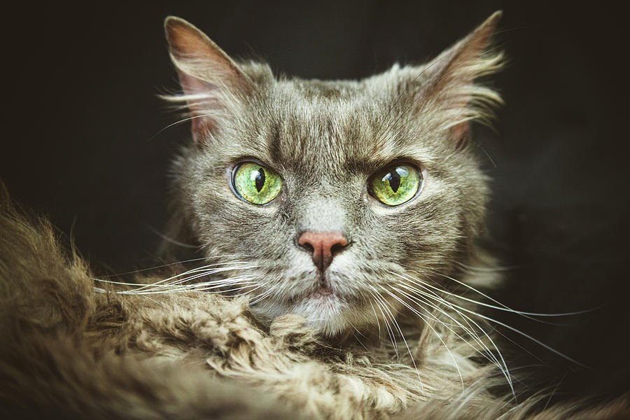 Molly, Maine Coon Cat Photograph by Jeanette Fellows