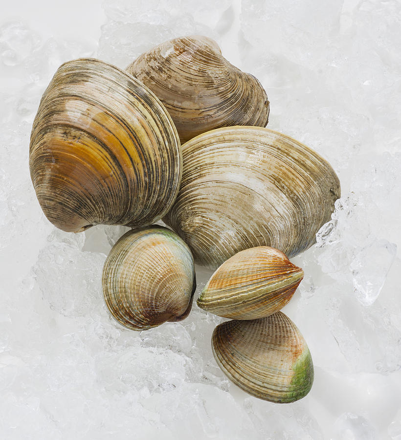 Close up clams, studio shot Photograph by Tetra Images