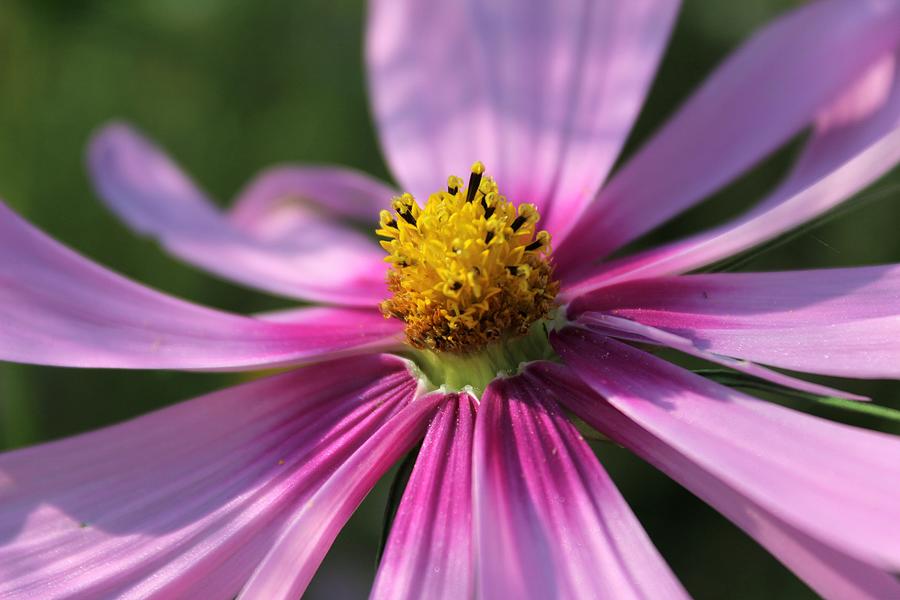 Close Up Cosmo Photograph by Unbridled Discoveries - Fine Art America