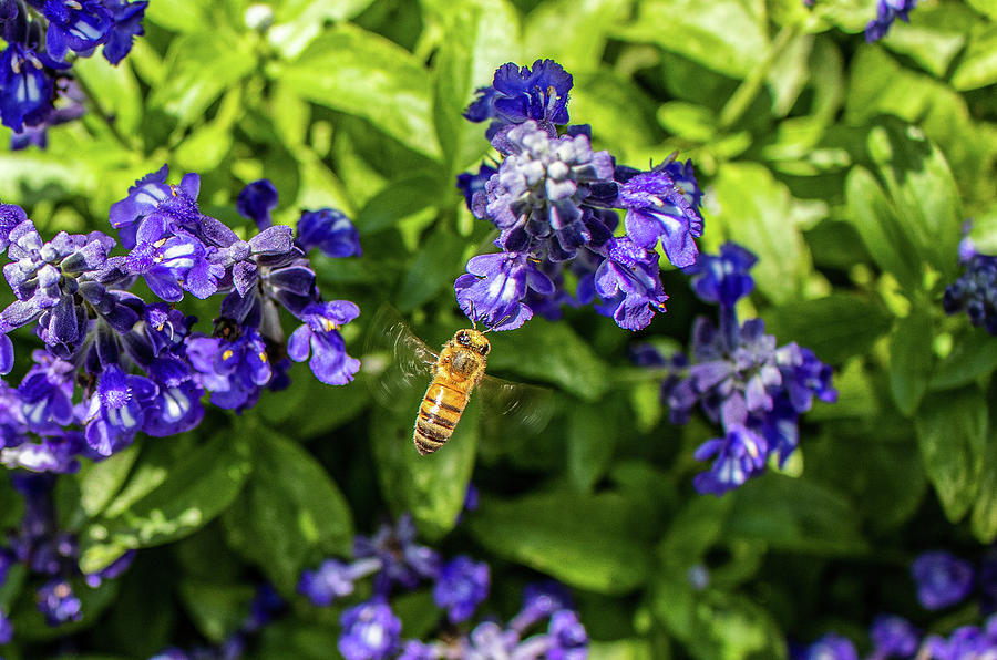Closeup Delight Western Honey Bee and Sage Salvia farinacea