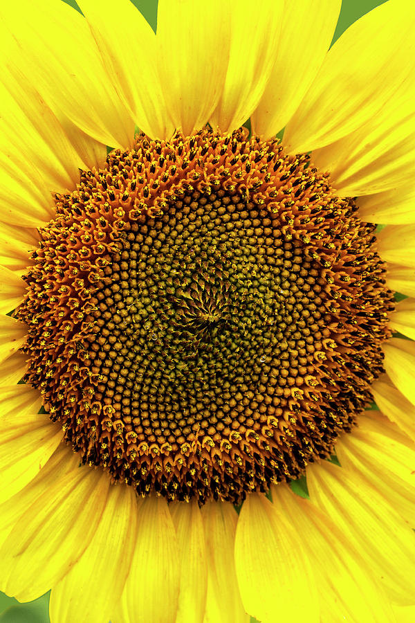 Close-up Detail of Sunflower Photograph by Bob Decker