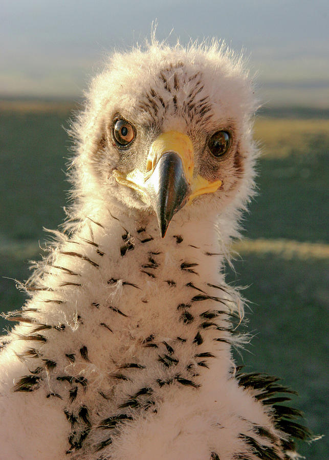 Close-Up Eaglet Photograph by Kent Keller