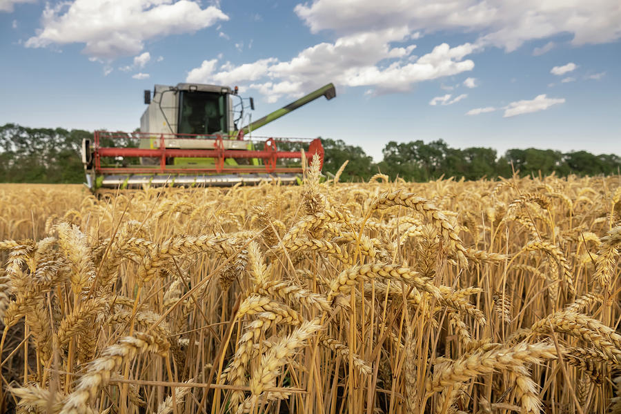 Close Up Ears Of Wheat At Field And Harvesting Machine On Background Photograph