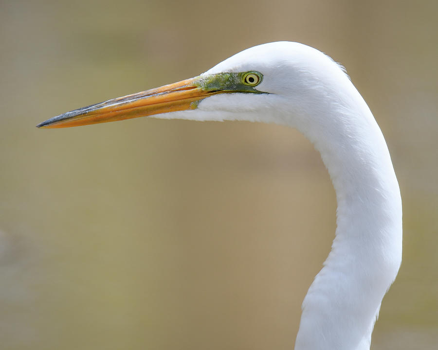 Close up Egret Photograph by Michelle Wittensoldner
