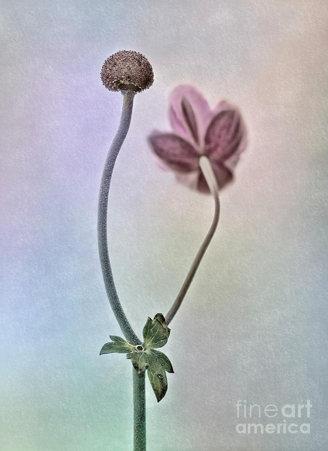 Close Up Flower And Bud Photograph by Tatiana Bogracheva