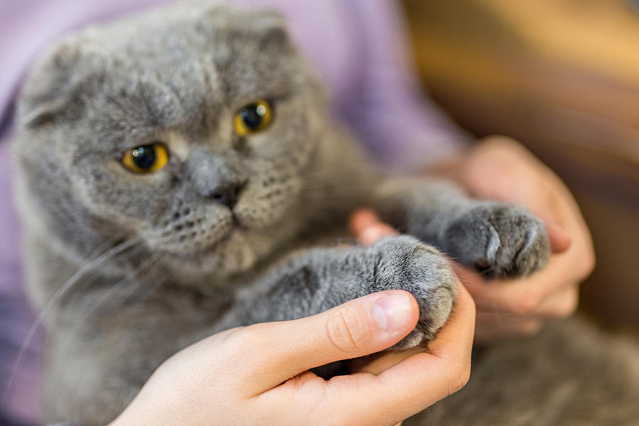 Close-up fluffy cats paw in human hands. Pets care and friendship. Prohibition of cats declawing surgery concept. Stop cruelty to animals Photograph by Kyryl Gorlov