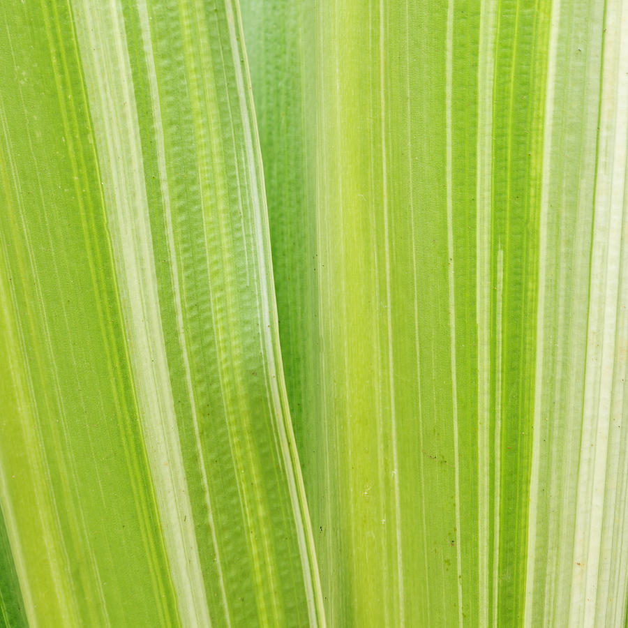 Close up fresh green leaves Photograph by Chaloemphan