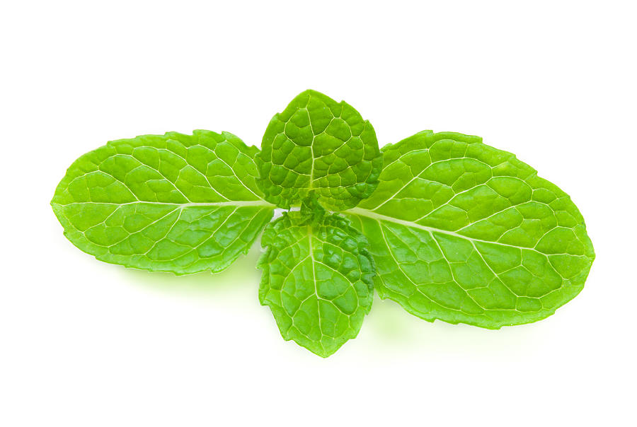 Close Up Fresh Mint Photograph by Baramee2554