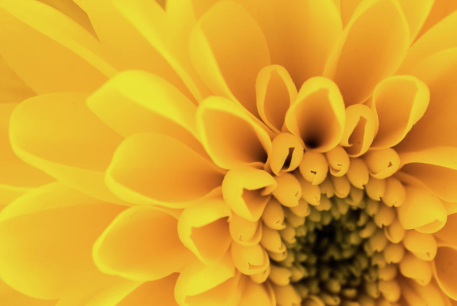 Close Up From Top Of A Yellow Flower. Photograph
