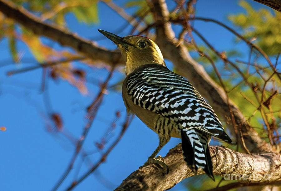 Close Up Gila Woodpecker Photograph by Robert Bales