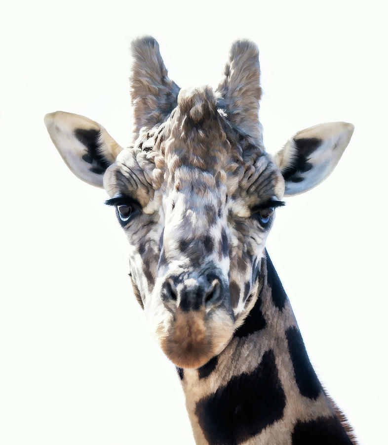 Close Up Giraffe Face Photograph by Athena Mckinzie