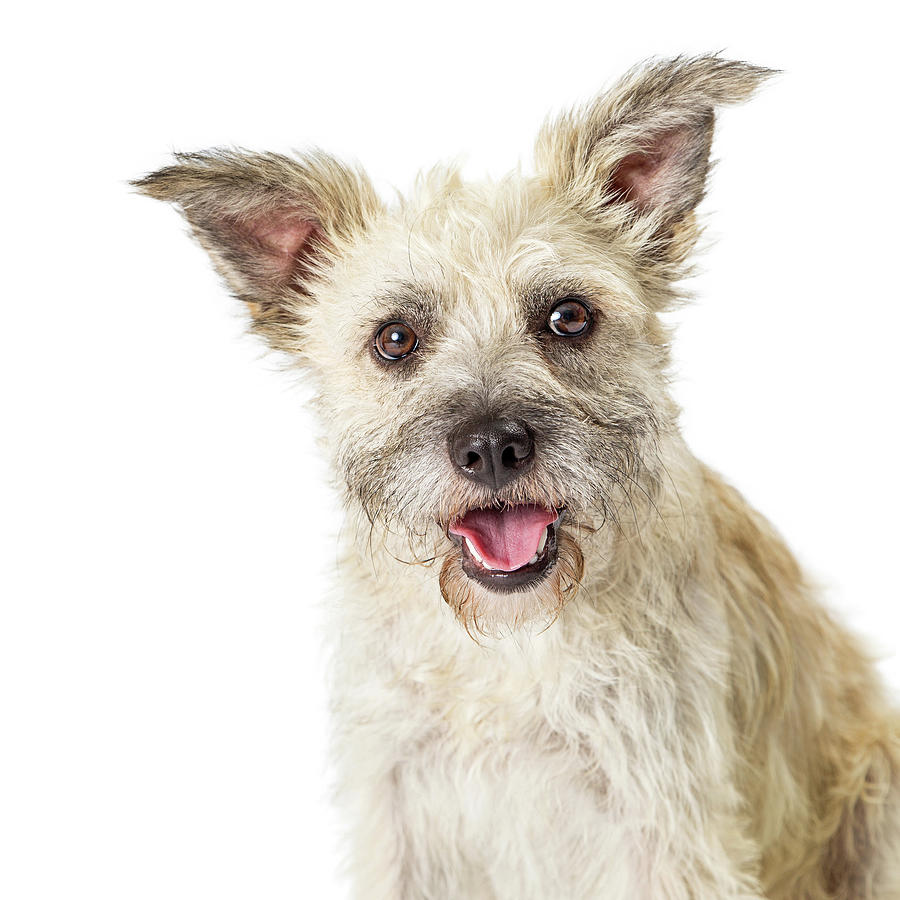 Close-up Happy Terrier Crossbreed on White Photograph by Good Focused