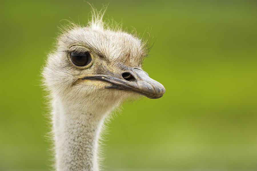 Close-up Head Shot of One Ostrich Photograph by GomezDavid