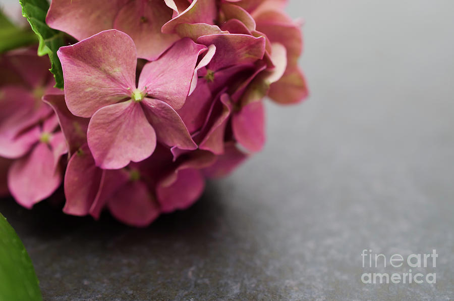 Close-Up Hydrangea on Slate Nature / Floral / Botanical Photograph Photograph by PIPA Fine Art - Simply Solid