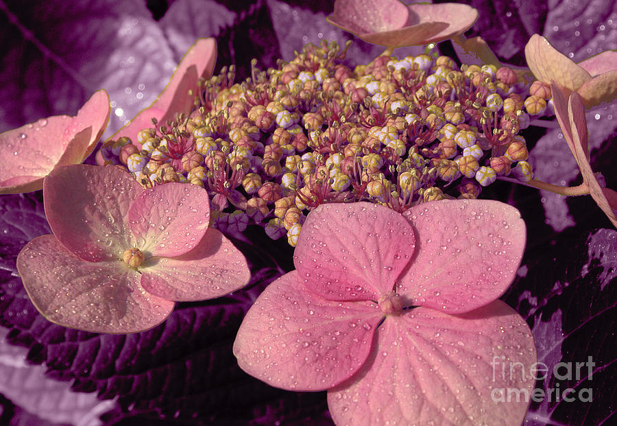 Close up hydrangea petal and blooms that are just now opening Photograph by Gunther Allen