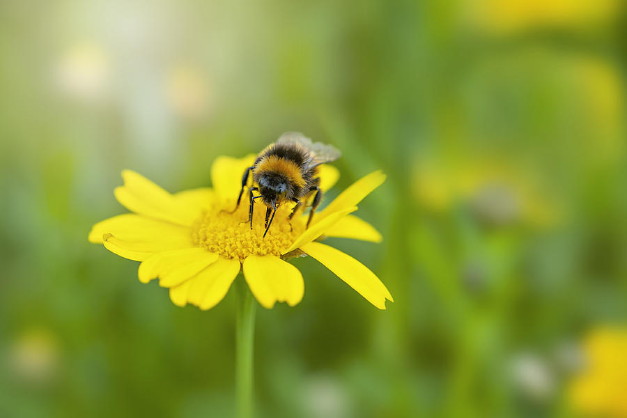 Close-up image of a bee collecting pollen from a yellow Corn Marigold summer wild flower Photograph by Jacky Parker Photography