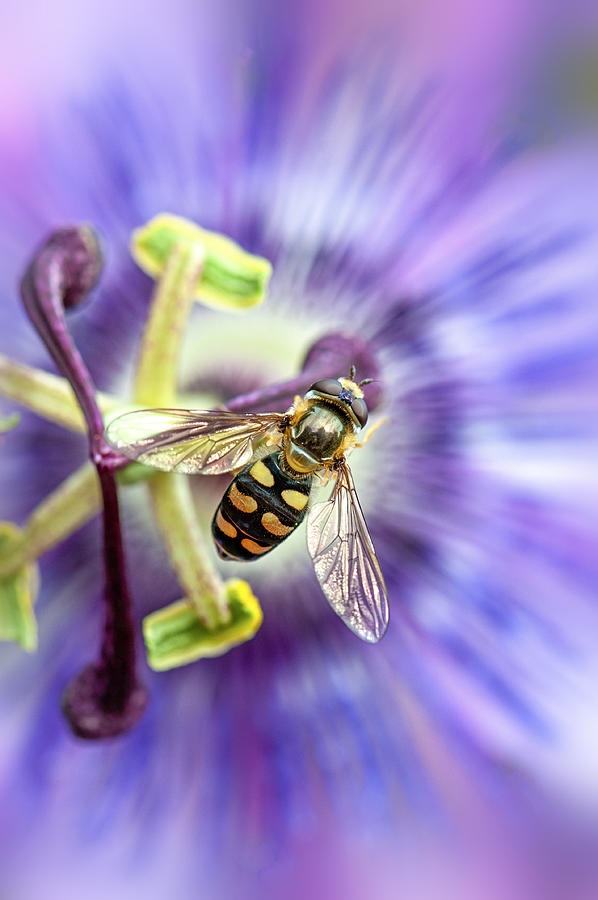 Close-up image of a Hover fly collecting pollen from a purple summer Passion flower Photograph by Jacky Parker Photography