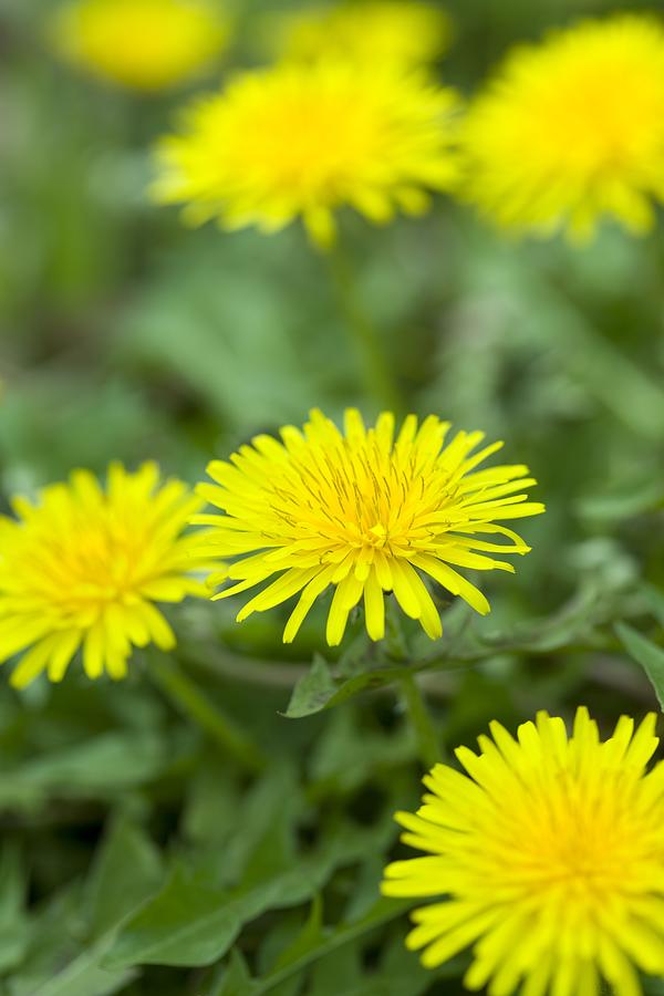 Close Up Image of Dandelions Photograph by amanaimagesRF