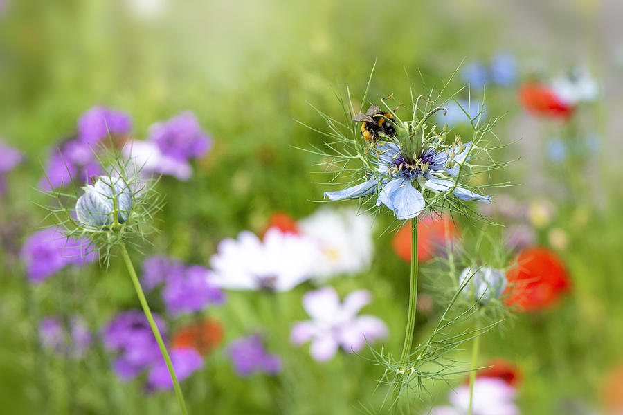 Close-up image of the beautiful spring Love-in-a-mist white flower also known as Nigella damascena in an English summer meadow Photograph by Jacky Parker Photography