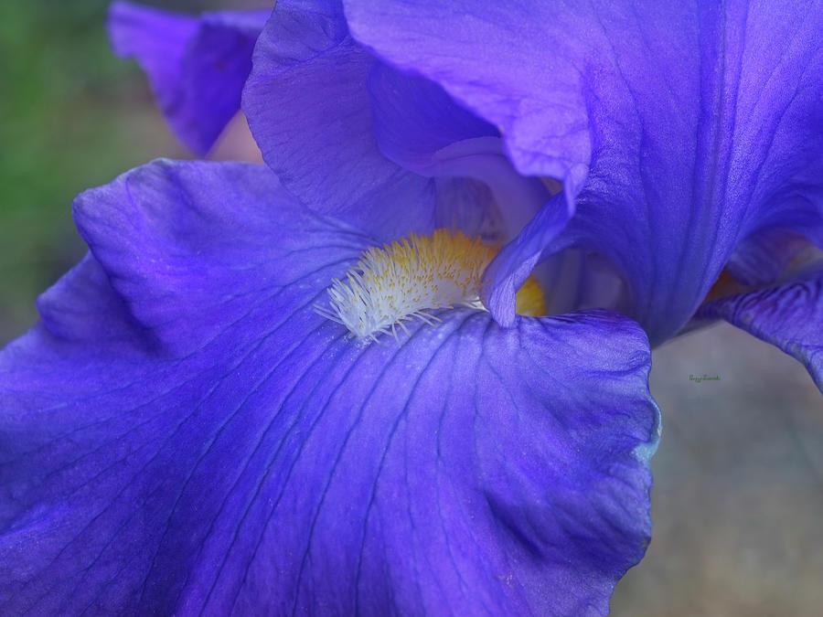 Close up Iris Photograph by Penny Lisowski