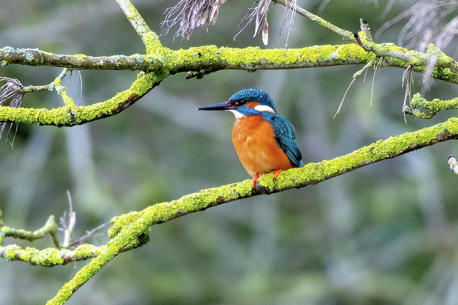 Close up Kingfisher on a green branch Photograph by Mark Hunter