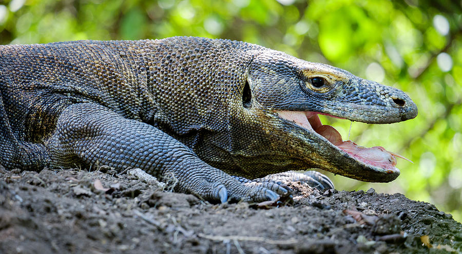 Close-up Komodo dragon, Rinca island, Komodo national park, Indonesia Photograph by Maria Swärd