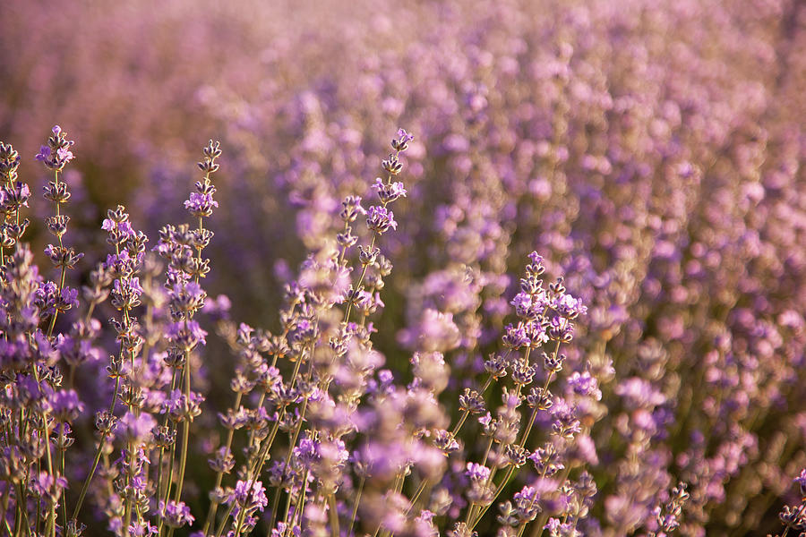 Close Up Lavender Bushes On Sunset. Flowers Of Lavandula. Photograph