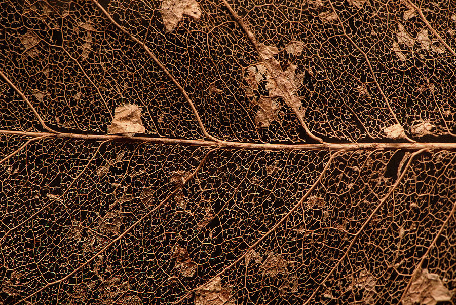 Close Up Leaf Skeleton Photograph by Naomi Maya