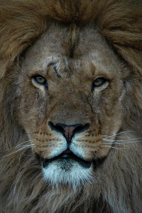 Close-up Lion Photograph by Marjolein Van Middelkoop