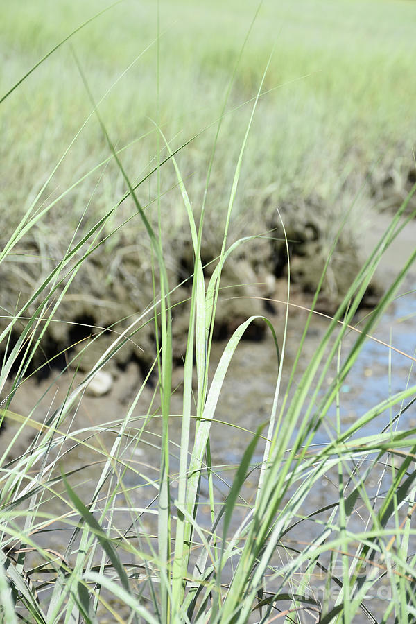 Close Up Look At Reeds Of Grass In A Tidal Marsh Photograph By Dejavu Designs Fine Art America