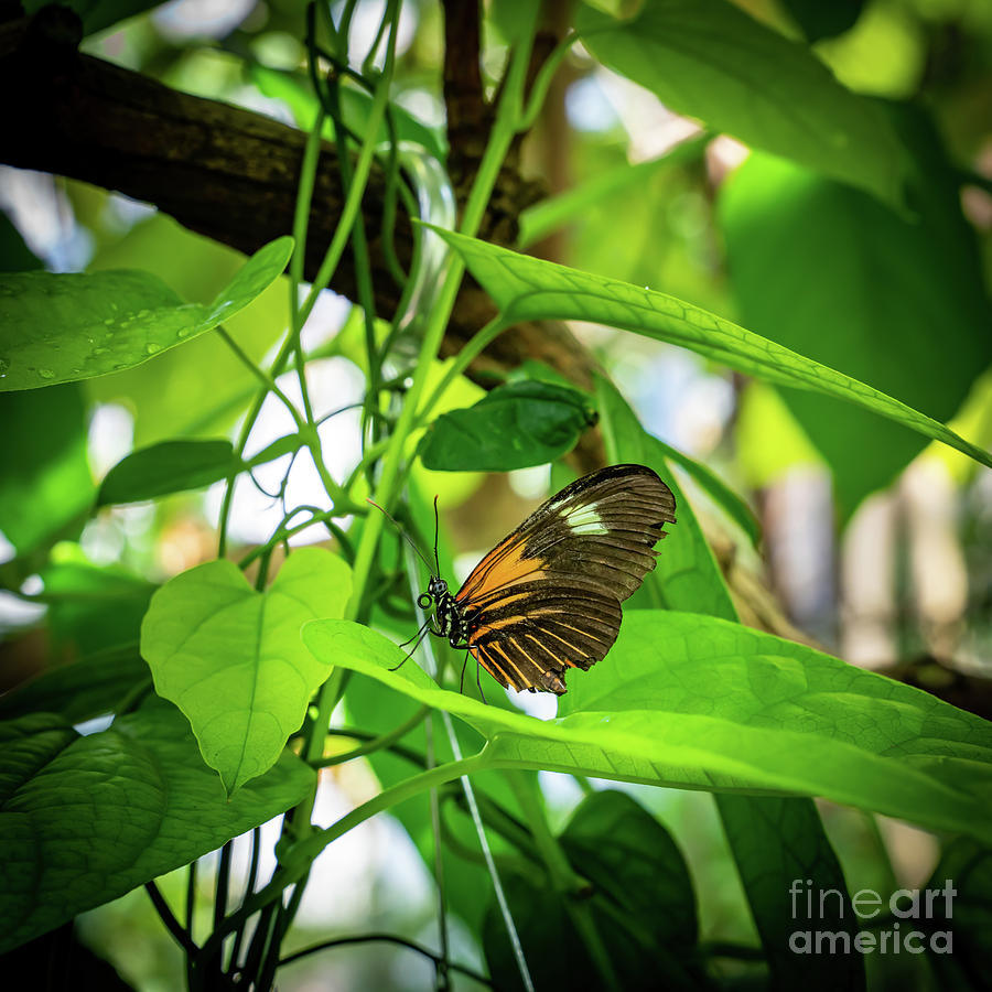 Butterfly Photograph - Close Up Brown Butterfly by Bee Creek Photography - Tod and Cynthia