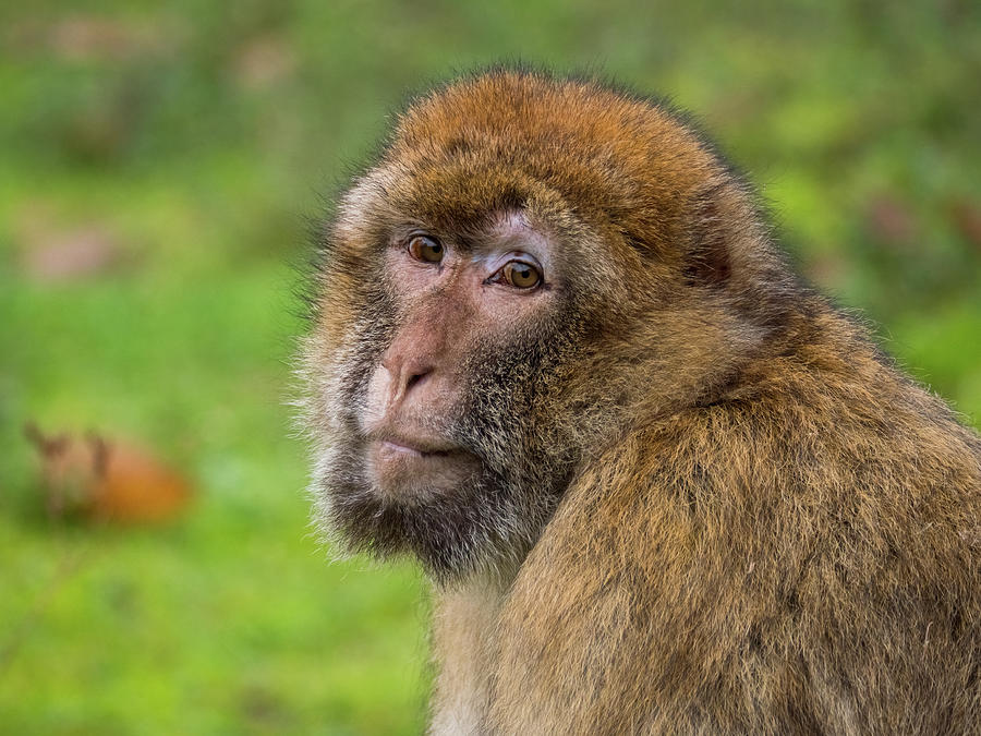 Close-up of a Barbary macaque Photograph by Tosca Weijers