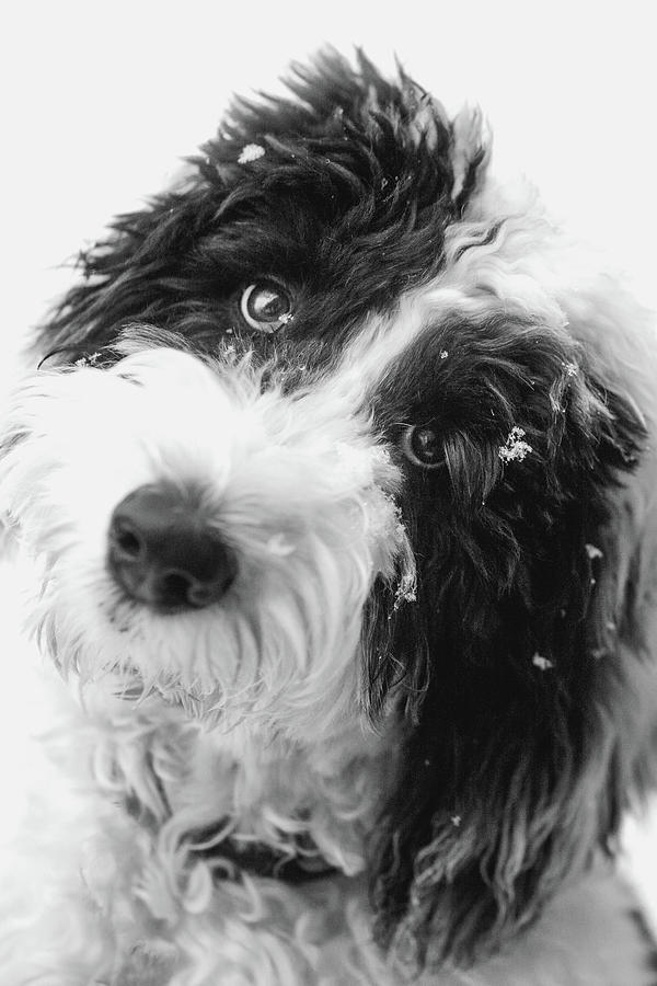 Close-up of a black and white Sheepadoodle puppy tilting his head in ...