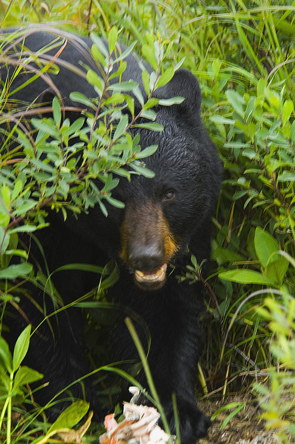 Close-up of a Black bear (ursus americanus) Photograph by Glowimages