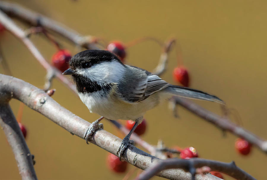 Close Up Of A Black-capped Chickadee Photograph By Ricky L Jones 