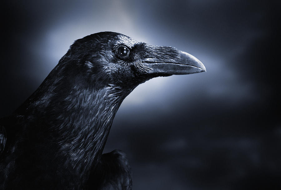 Close up of a Black Crow Photograph by Digital Zoo