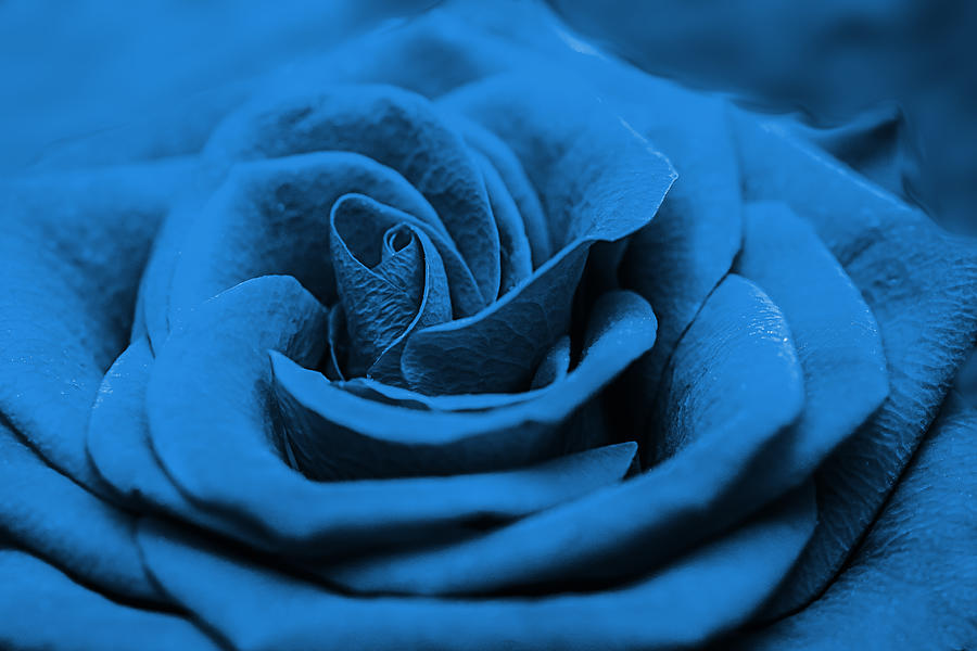 Close Up Of A Blue Beautiful Red Rose. Fresh Flower As Expression Of Love. Macro Photograph