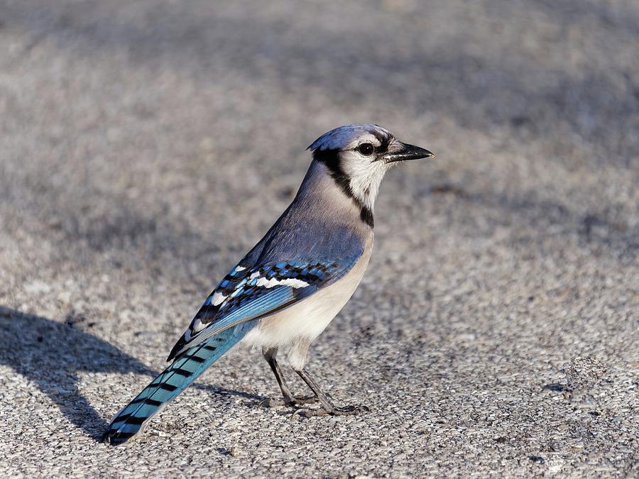 Close-up Of A Blue Jay In Profile Photograph