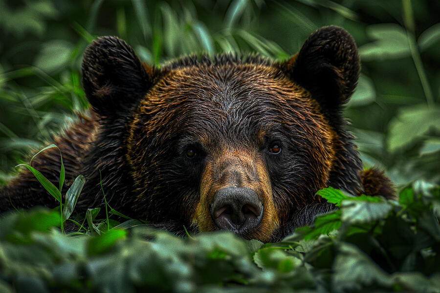 Wildlife Photograph - Close-up of a brown bear peeking through green foliage with a focused gaze, wildlife concept. by David Mohn