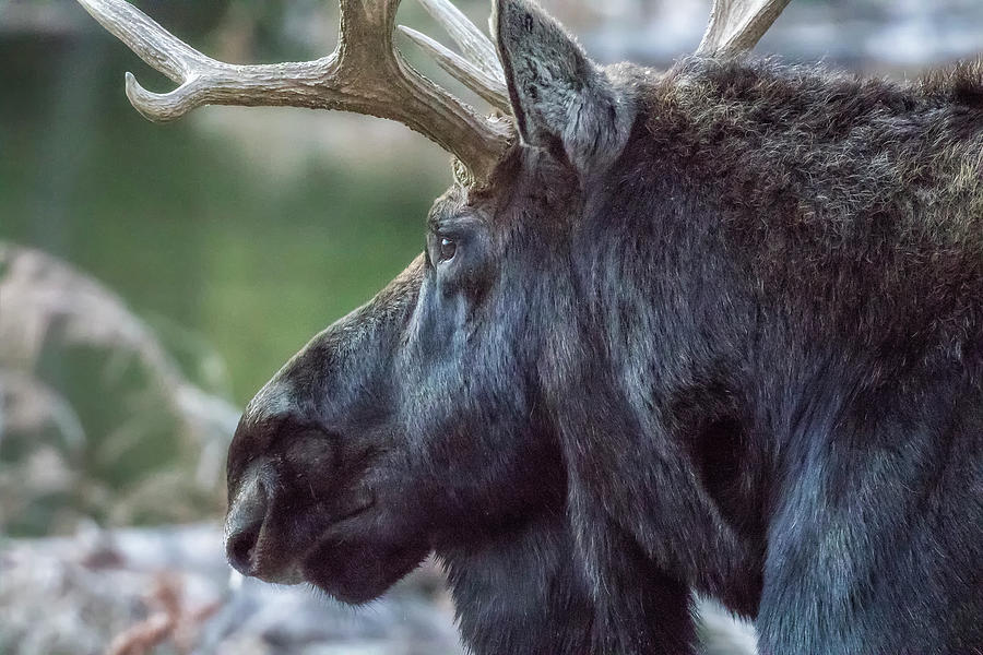 Close-up Of A Bull Moose Photograph