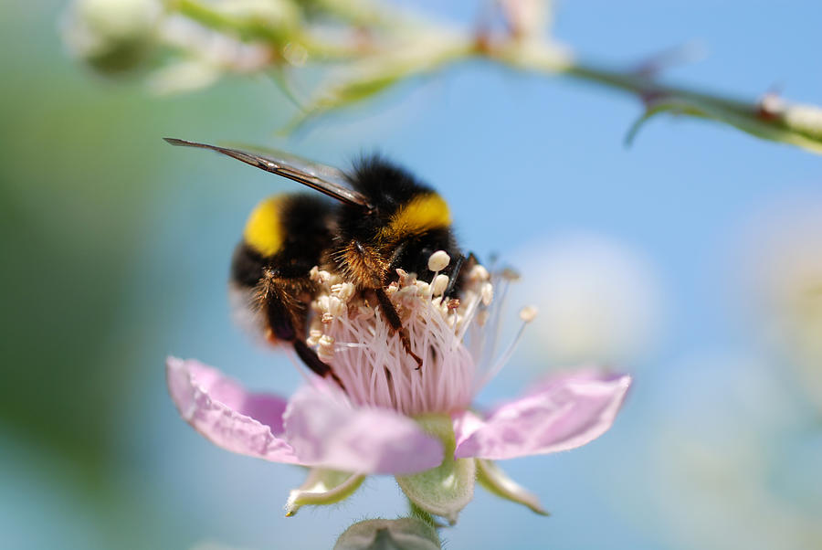 Close-up of a bumblebee collecting pollen from a pink flower Photograph by Assalve