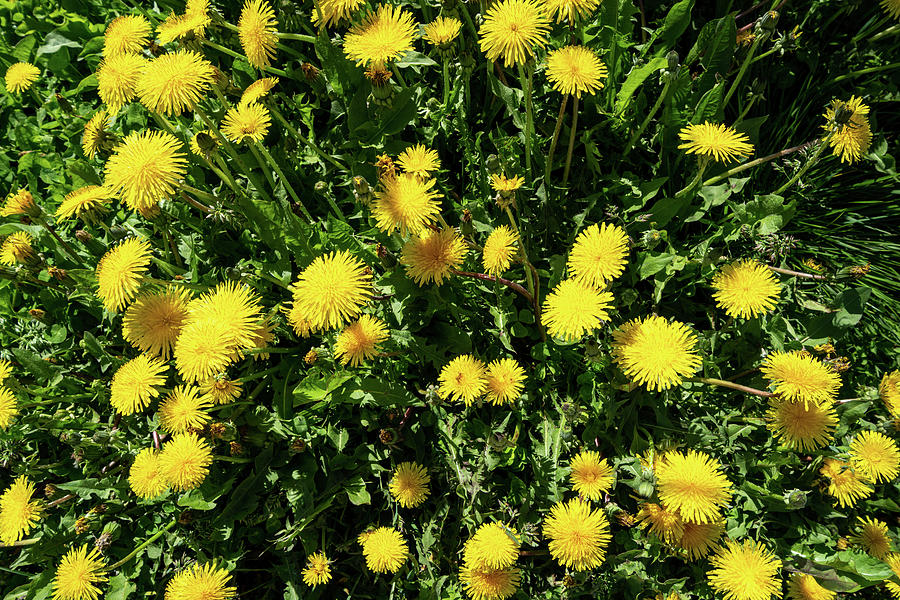 Close up of a bunch of dandelion weeds growing in the sunshine ...