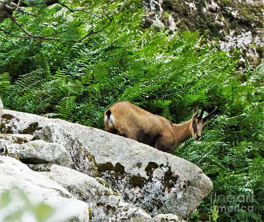 Close-up Of A Chamois Goat-antelope Spotted Climbing A Rock In The Vosges Photograph