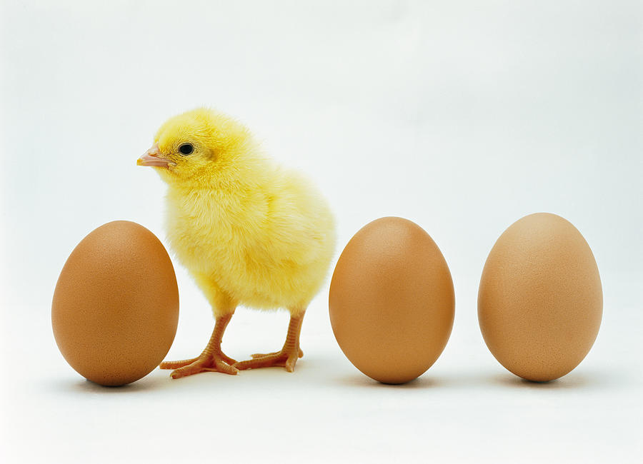 Close-up Of A Chicken Standing Between Whole Eggs Photograph by Stockbyte