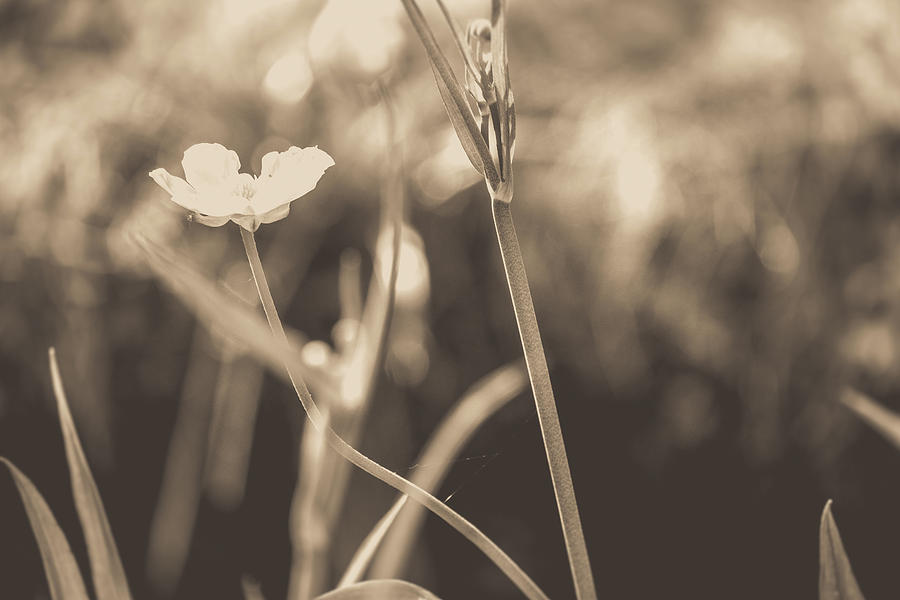 Close Up Of A Common Buttercup Flower In Black And White Photograph