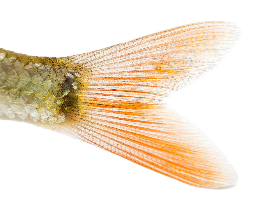 Close-up of a Common roachs caudal fin Photograph by GlobalP