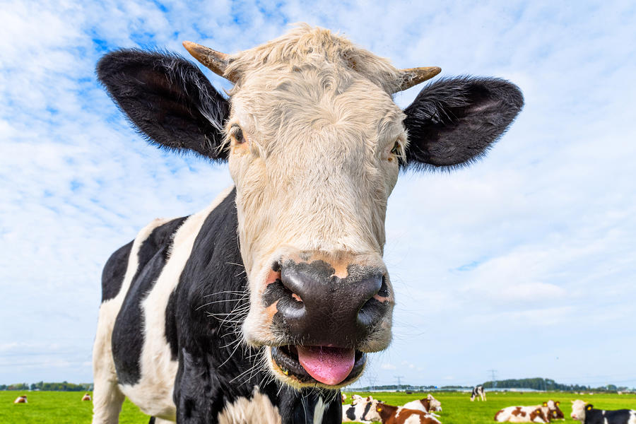 Close up of a cow sticking out its tongue Photograph by George Pachantouris