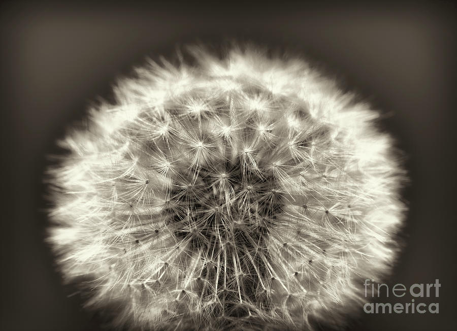 Close up of a Dandelion head No. 2 B and W Photograph by Phill Thornton