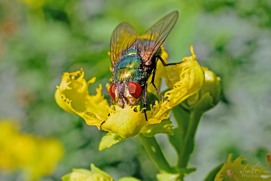 Close Up Of A Fly On A Common Rue Photograph
